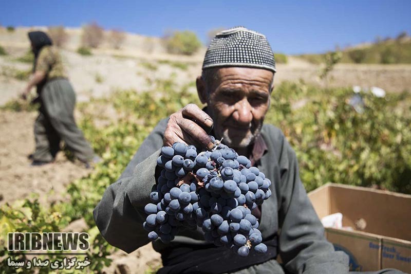 آغاز برداشت انگور در سروآباد آغاز برداشت انگور در سروآباد