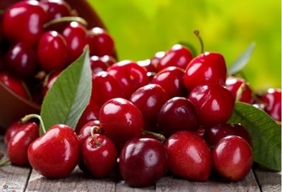 افزایش 2 برابری برداشت آلبالو در سمنان