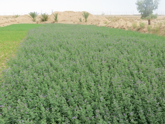 افزایش کشت یونجه در مرودشت