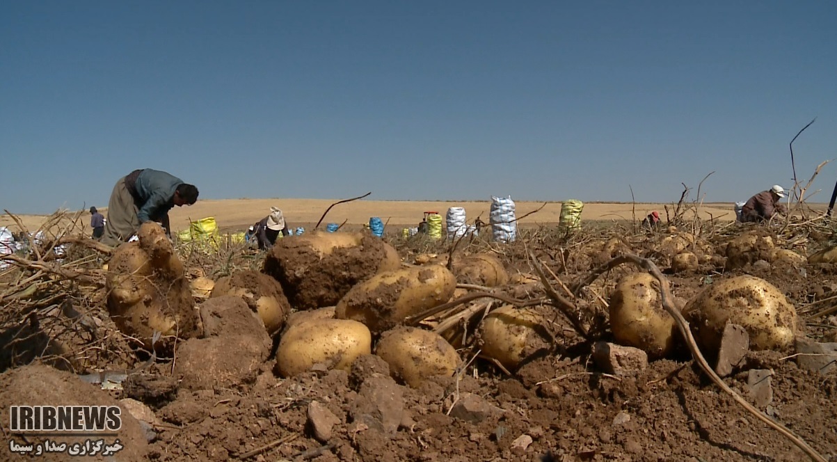 افزایش ۱۰ هزار تنی تولید سیب زمینی در کردستان افزایش ۱۰ هزار تنی تولید سیب زمینی در کردستان