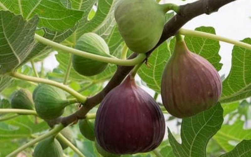 افزایش تولید انجیر در سمنان افزایش تولید انجیر در سمنان