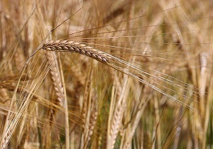 آغاز کشت پاییزه جو در چهارمحال و بختیاری