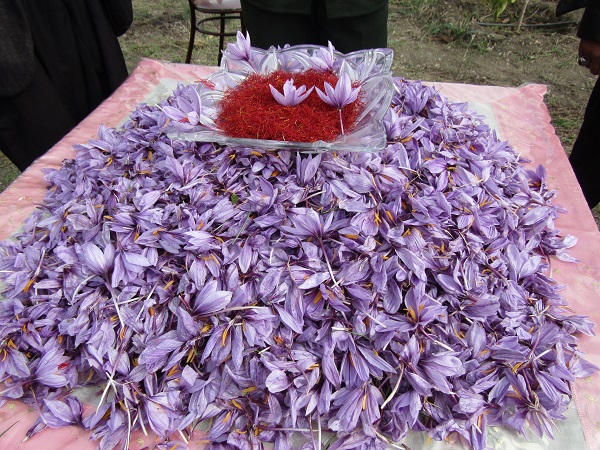 اهدای بیش از نیم تن گل زعفران به بقاع متبرکه