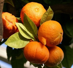 تولید ۳۰۰ تن نارنج در شهرستان نور تولید ۳۰۰ تن نارنج در شهرستان نور