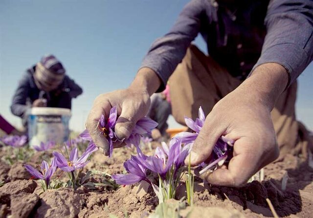 ۳۰۰ هکتار از مزارع استان کرمانشاه زیر کشت زعفران