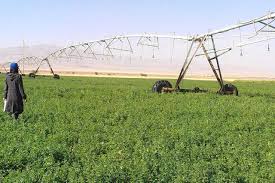 تغذیه کلزا در مرودشت آغاز شد