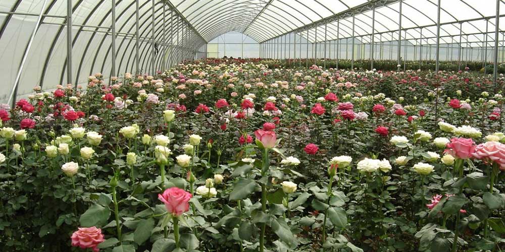 خسارت میلیاردی کرونا به بخش کشاورزی مرودشت خسارت میلیاردی کرونا به بخش کشاورزی مرودشت