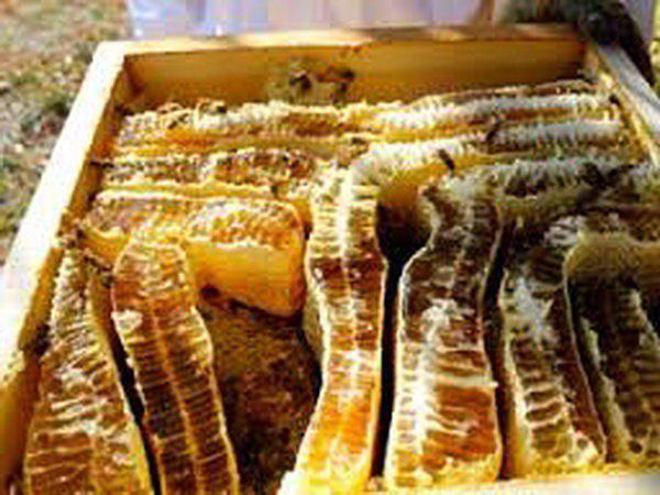 تولید بیش از 3  تن فراورده عسل در خراسان جنوبی