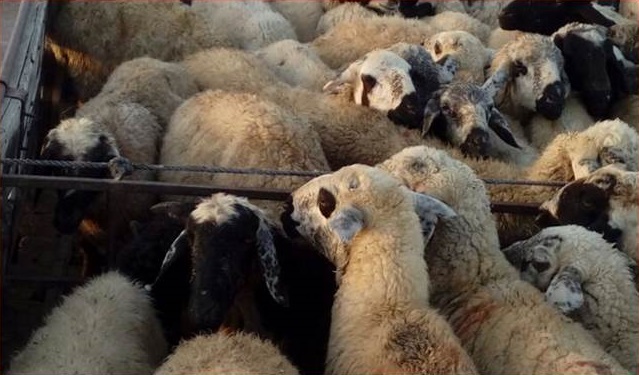 کشف ۳۵ راس گوسفند قاچاق در شهرستان 