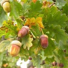 اجرای طرح مبارزه با آفت جوانهخوار بلوط در جنگلهای شهرستان لردگان اجرای طرح مبارزه با آفت جوانهخوار بلوط در جنگلهای شهرستان لردگان