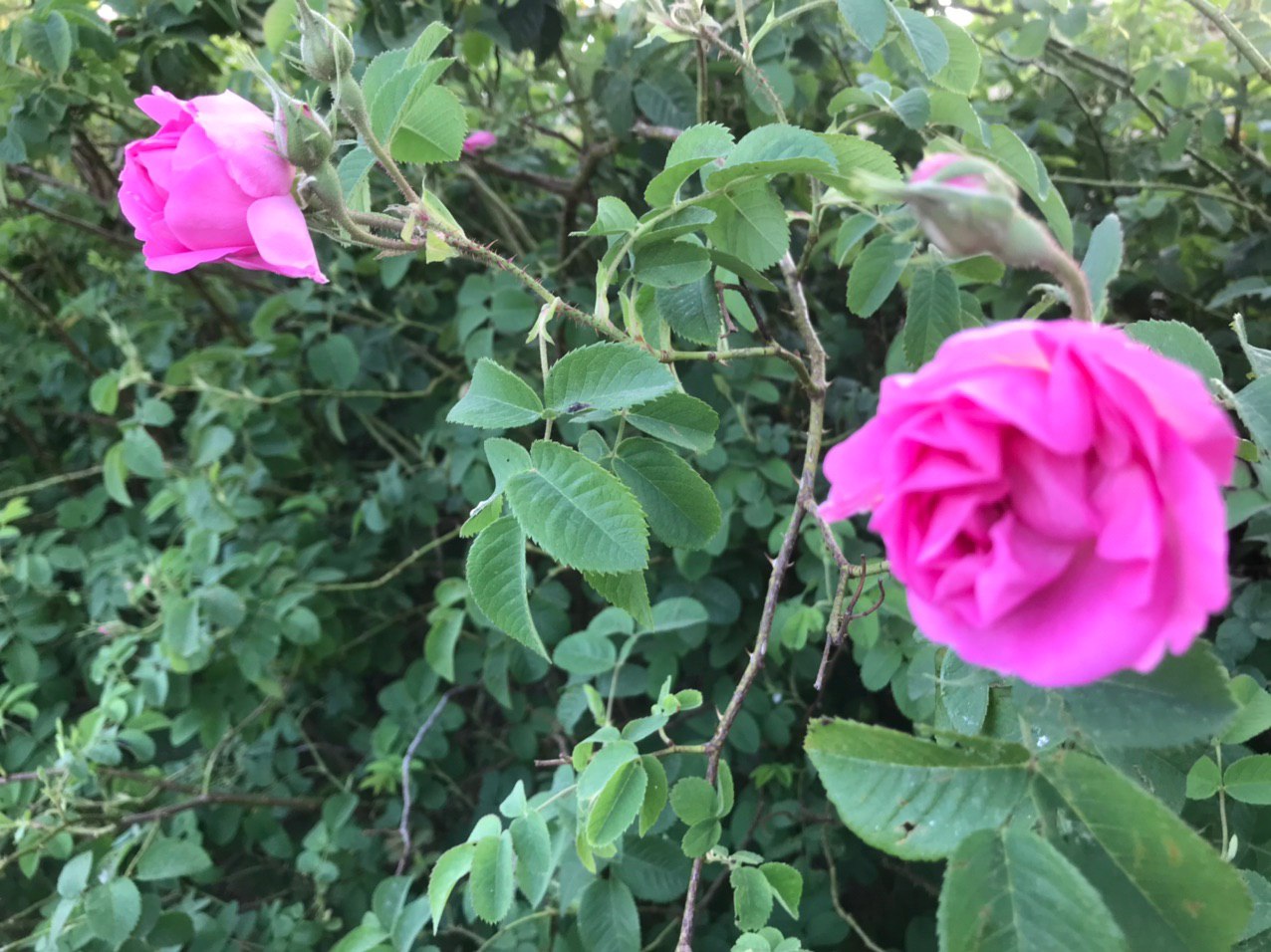 بوی گل محمدی در سیستان و بلوچستان