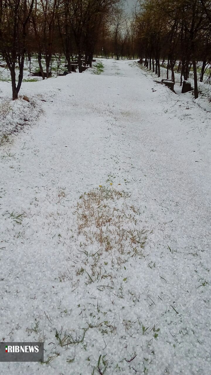 خسارت به باغات خوی براثر بارش تگرگ