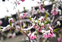 خسارت سرمازدگی به باغات نوبران