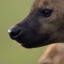 حمله کفتار به پسر بچه‌ای در روستای دره باد مرودشت