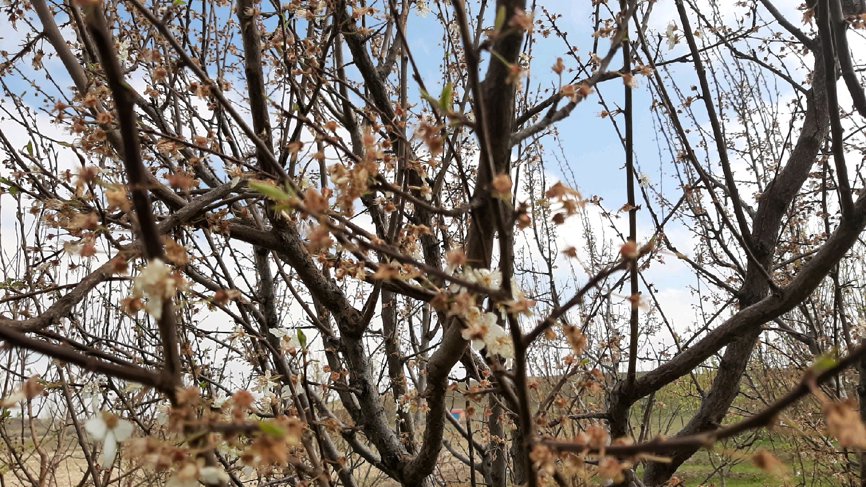 خسارت ۷ میلیارد تومانی سیل و تگرگ در فریمان