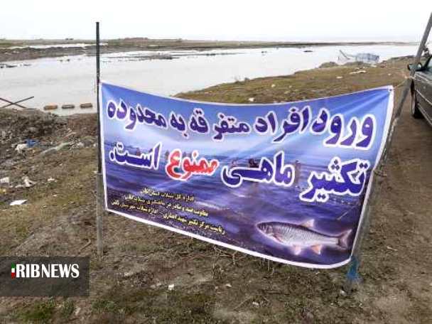 تکثیر ذخایر استخوانی خزر ؛ خارج از دریا اما طبیعی تکثیر ذخایر استخوانی خزر ؛ خارج از دریا اما طبیعی