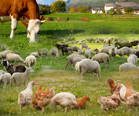 مجاز بودن تغییر کاربری اراضی زراعی به دامداری در آذربایجان شرقی مجاز بودن تغییر کاربری اراضی زراعی به دامداری در آذربایجان شرقی