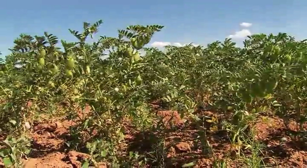 تجاری سازی ۲۹ رقم موسسه تحقیقات کشاورزی دیم کشور