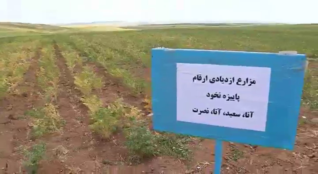 تجاری سازی ۲۹ رقم موسسه تحقیقات کشاورزی دیم کشور تجاری سازی ۲۹ رقم موسسه تحقیقات کشاورزی دیم کشور