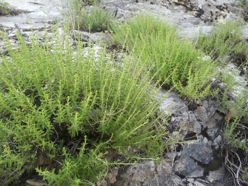 خواص درمانی آویشن