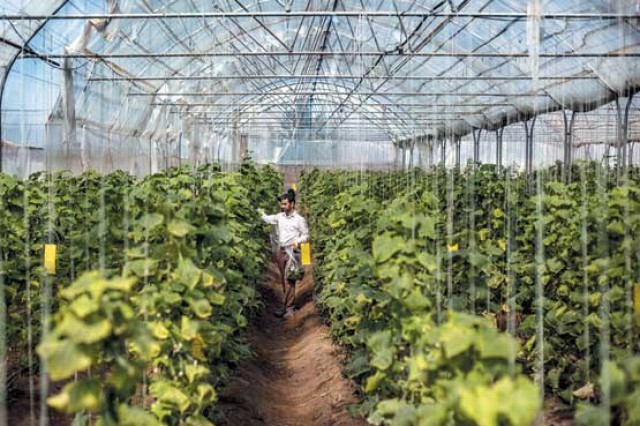 توسعه سطوح گلخانه ای از اولویت های کشاورزی سبزوار توسعه سطوح گلخانه ای از اولویت های کشاورزی سبزوار