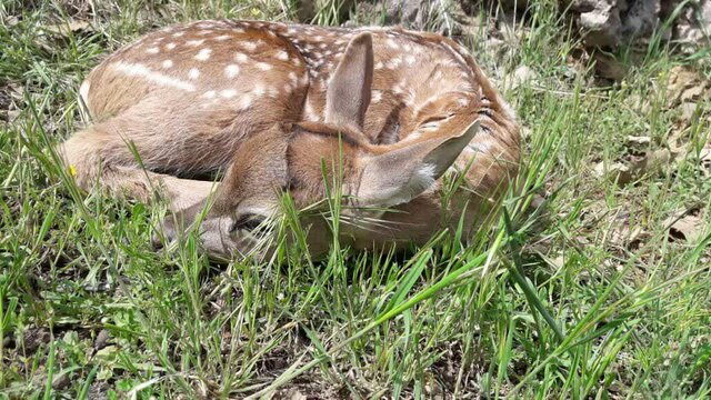 تولد گوساله گوزن زرد ایرانی در سایت ارسنجان تولد گوساله گوزن زرد ایرانی در سایت ارسنجان