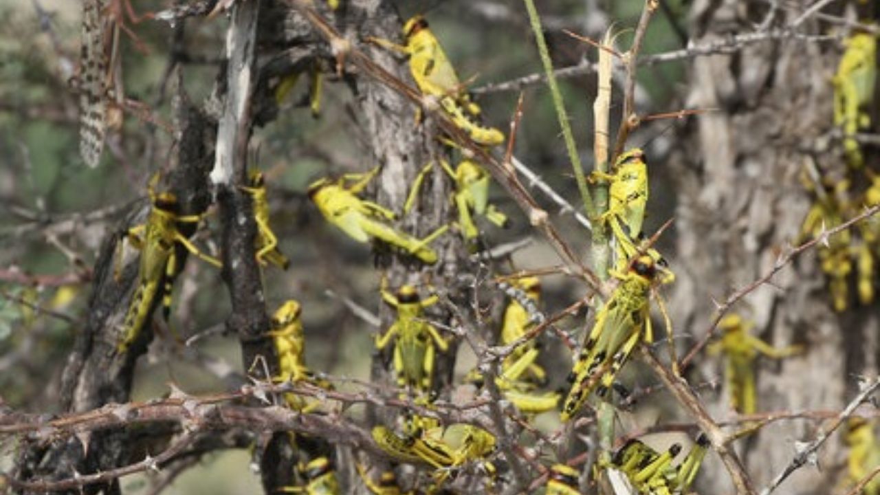 مبارزه با ملخ صحرایی در ۱۸۰ هزار از اراضی کشور مبارزه با ملخ صحرایی در ۱۸۰ هزار از اراضی کشور