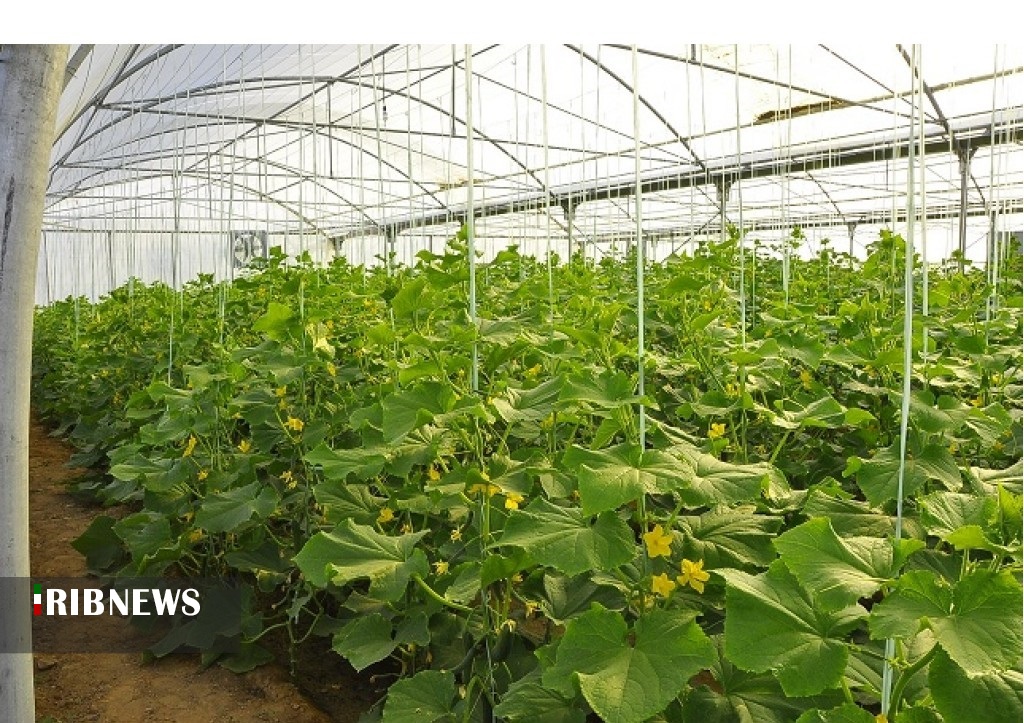 مکان یابی ۶۹۹ هکتار زمین برای توسعه کشت گلخانه‌ای در خراسان جنوبی