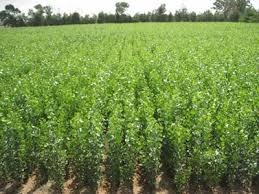 اختصاص یارانه نهال به باغداران مرودشتی