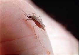 تمهیدات مبارزه با بیماری سالک در امیرآباد دامغان