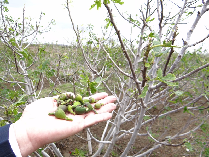 خسارت بیش از 72 میلیارد تومانی به بخش کشاورزی بردسکن