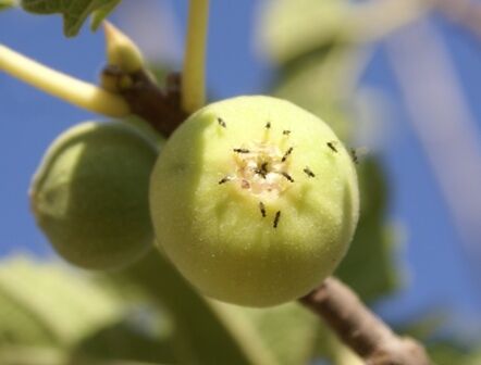 آغاز بردهی انجیرستانهای نی ریز آغاز بردهی انجیرستانهای نی ریز