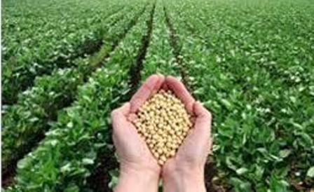 انعقاد قرارداد کشت سویا در گلوگاه