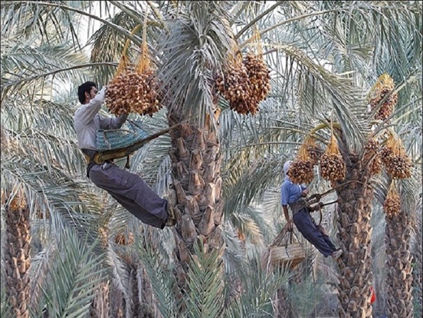 آغاز برداشت رطب نوبرانه کشور در هرمزگان