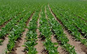 برنامه ریزی کشت چغندر قند پس از برداشت جو