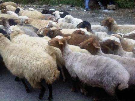 کوچ خانوار عشایری به مناطق ییلاقی آمل