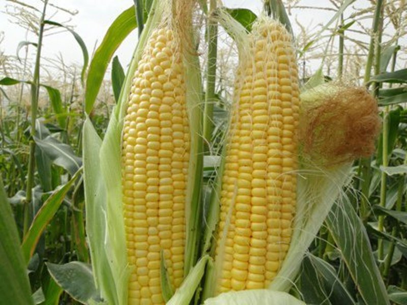 کشت ۶ هزار و ۲۰۰ هکتار ذرت دانهای در مزارع شهرستان کرمانشاه کشت ۶ هزار و ۲۰۰ هکتار ذرت دانهای در مزارع شهرستان کرمانشاه