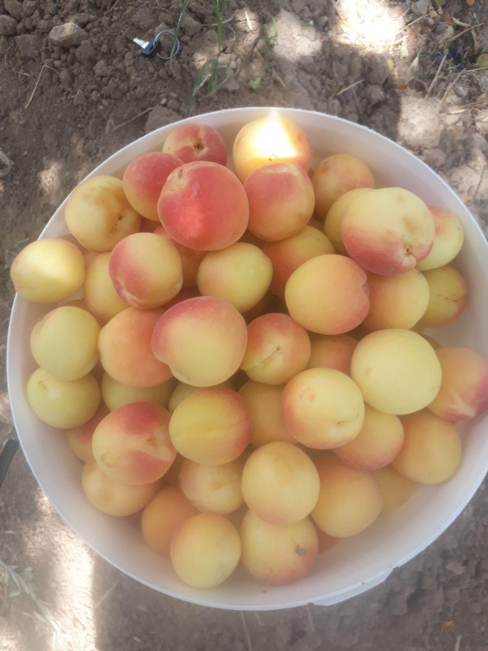 پیش بینی تولید ۳۵۱۳ تن زردآلو در خراسان جنوبی پیش بینی تولید ۳۵۱۳ تن زردآلو در خراسان جنوبی