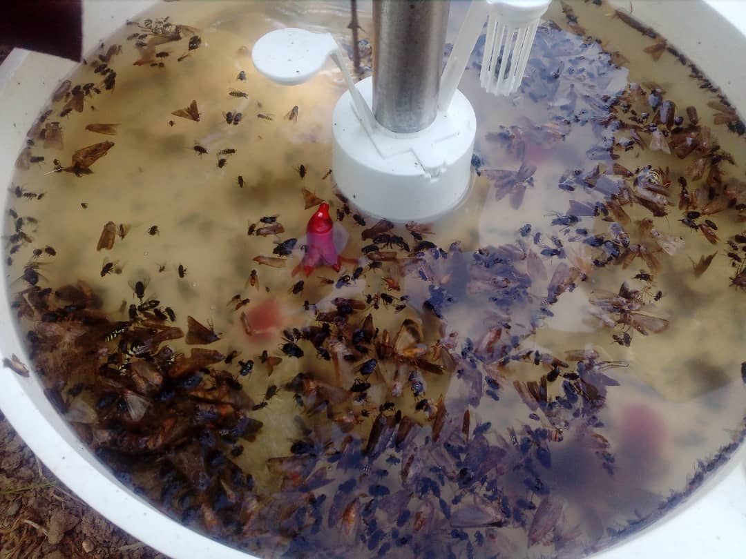 مبارزه غیر شیمیایی با آفات انار در مرودشت مبارزه غیر شیمیایی با آفات انار در مرودشت