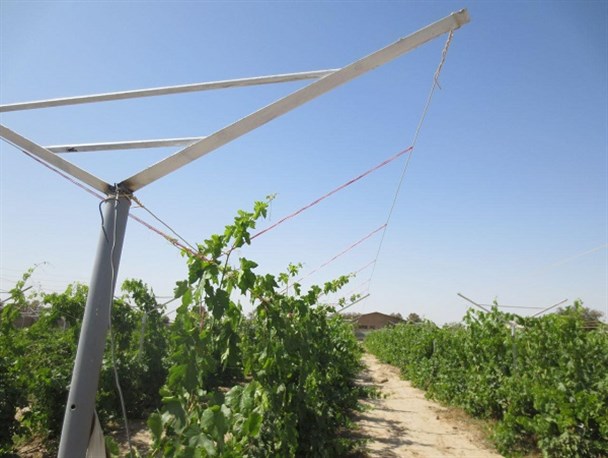 احداث بزرگترین باغ انگور پوشش دار خراسان رضوی در جوین احداث بزرگترین باغ انگور پوشش دار خراسان رضوی در جوین