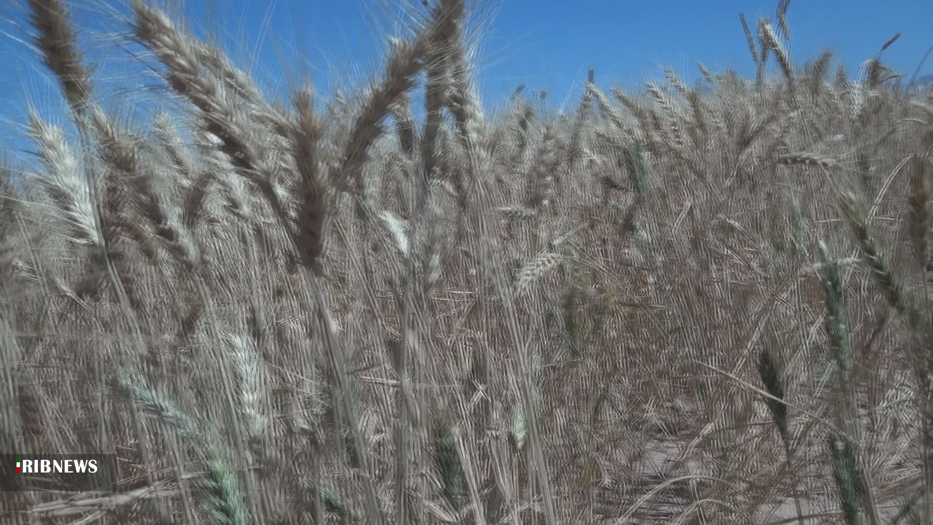 آغاز برداشت خوشه های طلایی در خوسف