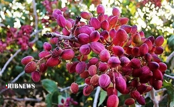 تولید 16 تن پسته از باغات استان تولید 16 تن پسته از باغات استان