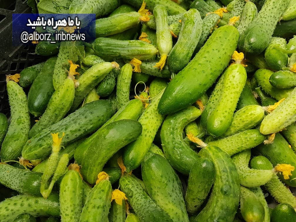 ابتکار کشاورز ساوجبلاغی در تولید خیار