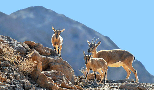 دنا یکی از مهمترین ذخیره گاه‌های زیست کره جهان