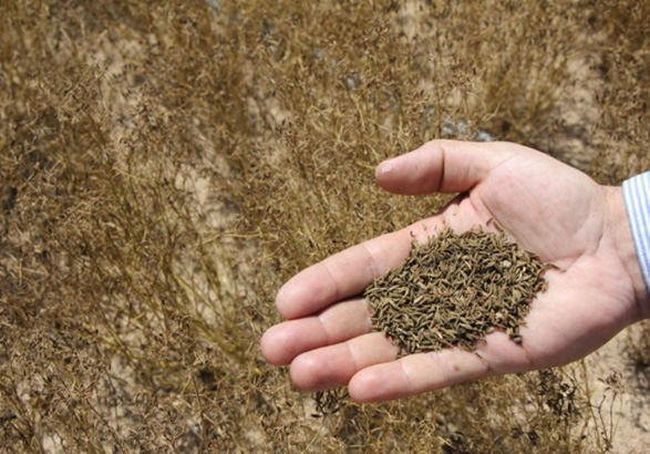 تولید بیش از ۷۰ تن زیره در مرودشت تولید بیش از ۷۰ تن زیره در مرودشت