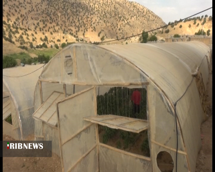 افتتاح نخستین گلخانه تولید فلفل رنگی در شهرستان اردل + فیلم افتتاح نخستین گلخانه تولید فلفل رنگی در شهرستان اردل + فیلم