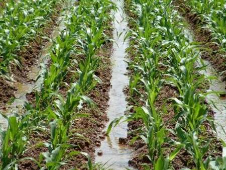 کشت ۱۱ رقم ذرت در مرودشت کشت ۱۱ رقم ذرت در مرودشت