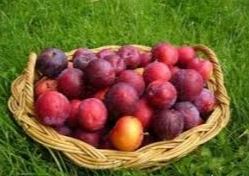 از خوابآوری گیلاس تا آرام بخشی هلو از خوابآوری گیلاس تا آرام بخشی هلو