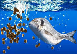 گزارش مکتوب: بام ایران بر بلندای بام تولید خوراک آبزیان کشور