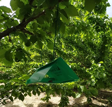 ردیابی و شناسایی مگس میوه مدیترانهای در باغهای مرودشت ردیابی و شناسایی مگس میوه مدیترانهای در باغهای مرودشت